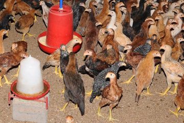 Chicken Project