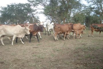Cow Project