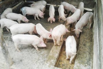 Piggery Project