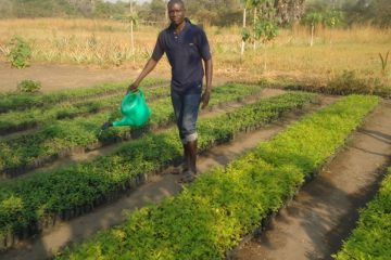 Tree Planting Project